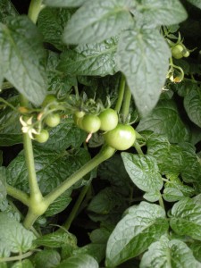 Tomatoes